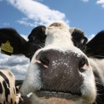 Scientists probe cow friendships