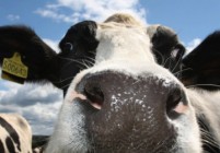 Scientists probe cow friendships