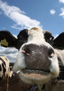 Scientists probe cow friendships